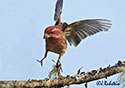 Carpodacus purpureus